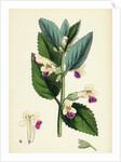 Melittis Melissophyllum (Grandiflora) Bastard Balm by Anonymous