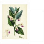 Melittis Melissophyllum (Grandiflora) Bastard Balm by Anonymous