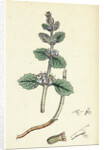 Marrubium Vulgare White Horehound by Anonymous