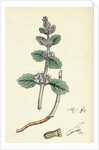 Marrubium Vulgare White Horehound by Anonymous