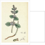 Marrubium Vulgare White Horehound by Anonymous