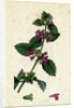 Ballota Nigra Var. Foetida Black Horehound Var. A. by Anonymous