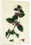 Ballota Nigra Var. Foetida Black Horehound Var. A. by Anonymous