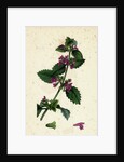 Ballota Nigra Var. Foetida Black Horehound Var. A. by Anonymous