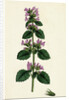 Ballota Nigra Var. Ruderalis Black Horehound Var. B. by Anonymous