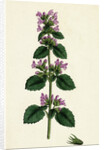 Ballota Nigra Var. Ruderalis Black Horehound Var. B. by Anonymous