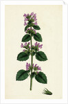 Ballota Nigra Var. Ruderalis Black Horehound Var. B. by Anonymous