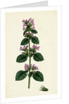 Ballota Nigra Var. Ruderalis Black Horehound Var. B. by Anonymous