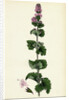 Mentha Crispa Curled Mint by Anonymous