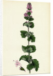 Mentha Crispa Curled Mint by Anonymous