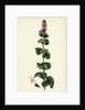 Mentha Crispa Curled Mint by Anonymous