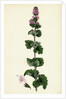 Mentha Crispa Curled Mint by Anonymous