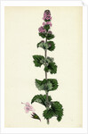 Mentha Crispa Curled Mint by Anonymous