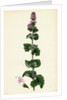 Mentha Crispa Curled Mint by Anonymous