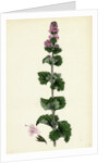 Mentha Crispa Curled Mint by Anonymous