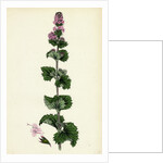Mentha Crispa Curled Mint by Anonymous