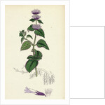 Mentha Citrata Bergamot Mint by Anonymous