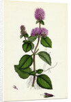 Mentha Hirsuta Hairy Water Mint by Anonymous