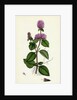 Mentha Hirsuta Hairy Water Mint by Anonymous