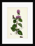 Mentha Hirsuta Hairy Water Mint by Anonymous