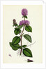 Mentha Hirsuta Hairy Water Mint by Anonymous