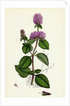 Mentha Hirsuta Hairy Water Mint by Anonymous