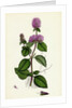Mentha Hirsuta Hairy Water Mint by Anonymous