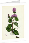 Mentha Hirsuta Hairy Water Mint by Anonymous