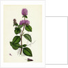 Mentha Hirsuta Hairy Water Mint by Anonymous