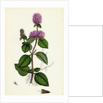 Mentha Hirsuta Hairy Water Mint by Anonymous