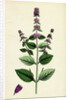 Mentha Sativa Var. Paludosa Marsh Whorled Mint Var. B. by Anonymous