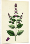 Mentha Sativa Var. Paludosa Marsh Whorled Mint Var. B. by Anonymous