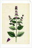 Mentha Sativa Var. Paludosa Marsh Whorled Mint Var. B. by Anonymous