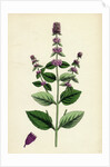 Mentha Sativa Var. Paludosa Marsh Whorled Mint Var. B. by Anonymous