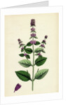 Mentha Sativa Var. Paludosa Marsh Whorled Mint Var. B. by Anonymous
