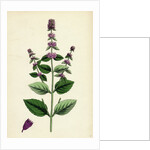 Mentha Sativa Var. Paludosa Marsh Whorled Mint Var. B. by Anonymous