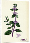 Mentha Rubra Tall Red Mint by Anonymous