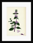 Mentha Rubra Tall Red Mint by Anonymous