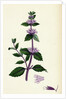 Mentha Rubra Tall Red Mint by Anonymous