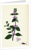 Mentha Rubra Tall Red Mint by Anonymous