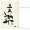 Mentha Rubra Tall Red Mint by Anonymous