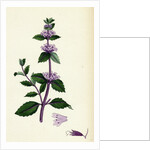 Mentha Rubra Tall Red Mint by Anonymous