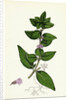 Mentha Gentilis Bushy Red Mint by Anonymous