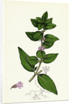 Mentha Gentilis Bushy Red Mint by Anonymous