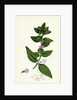 Mentha Gentilis Bushy Red Mint by Anonymous