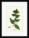 Mentha Gentilis Bushy Red Mint by Anonymous