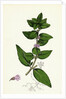 Mentha Gentilis Bushy Red Mint by Anonymous
