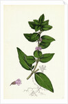 Mentha Gentilis Bushy Red Mint by Anonymous