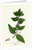 Mentha Gentilis Bushy Red Mint by Anonymous