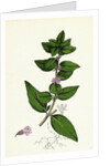 Mentha Gentilis Bushy Red Mint by Anonymous